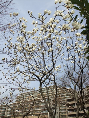 magnolia1.JPG