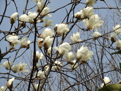 magnolia2.JPG